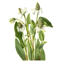 Yerba Mansa White.webp