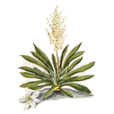 Yucca White.webp