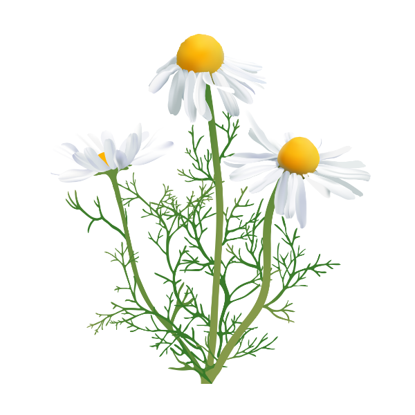 Chamomile White.webp