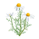 Chamomile White.webp