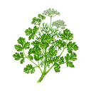 Cilantro White.webp