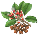 Clove White.webp