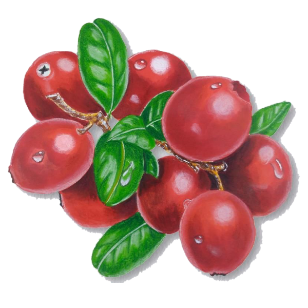 Cranberry White.webp