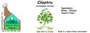 Cilantro NF 4x1.5 culinary.webp