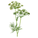 Dill White.webp