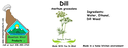 Dill Weed NF 4x1.5 culinary.webp