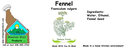 Fennel NF 4x1.5 culinary.webp