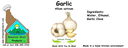 Garlic NF 4x1.5 culinary.webp