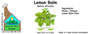 Lemon Balm NF 4x1.5 culinary.webp