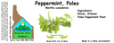 Peppermint Poleo NF 4x1.5.webp