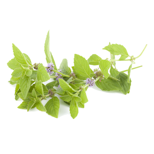 Peppermint Poleo White.webp