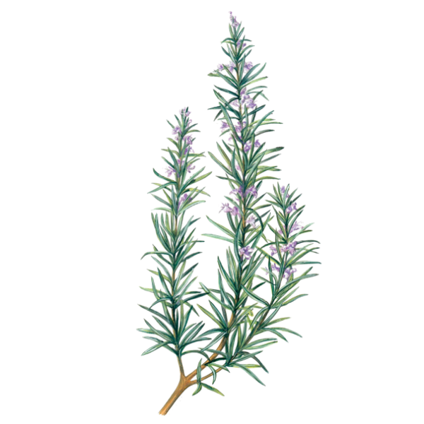 Rosemary White.webp