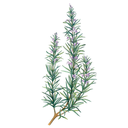 Rosemary White.webp