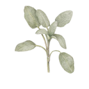 Sage White.webp