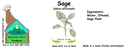 Sage NF 4x1.5 culinary.webp