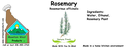 Rosemary NF 4x1.5 culinary.webp