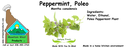 Peppermint Poleo NF 4x1.5 culinary.webp