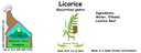 Licorice NF 4x1.5 culinary.webp