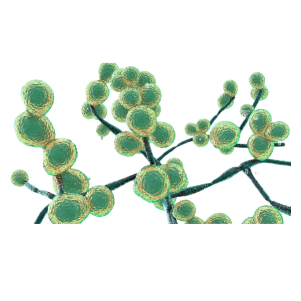 GI - Candida White.webp