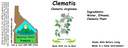 Clematis NF 4x1.5.webp