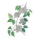 Clematis White.webp