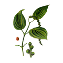 Peppercorn White.webp