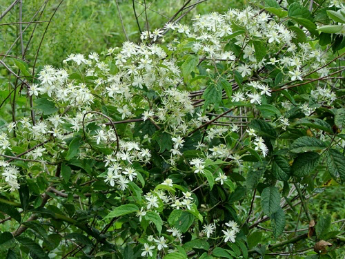 clematis_virginiana_3-3717432469.webp