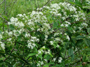 clematis_virginiana_3-3717432469.webp