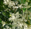 Clematis-virginiana-3-954745150.webp