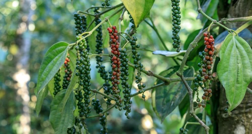 black-pepper-spice-plant-2065162101.webp