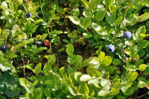 bilberry.webp