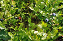 bilberry.webp