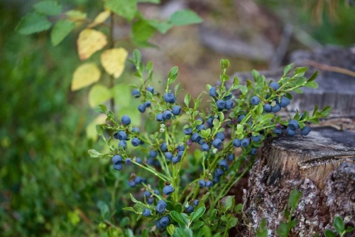 bilberry-plant-fruits-1024x683-1675180514.webp