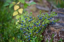 bilberry-plant-fruits-1024x683-1675180514.webp