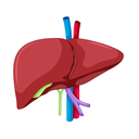 Liver - Support White.webp