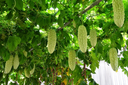 bitter-melon-2139030_1920-4140912267.webp