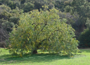Black Walnut.webp