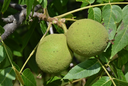 Black Walnut fruit.webp