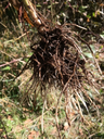 blackberry_roots_web-1037648817.webp