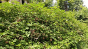 Blackberry.webp