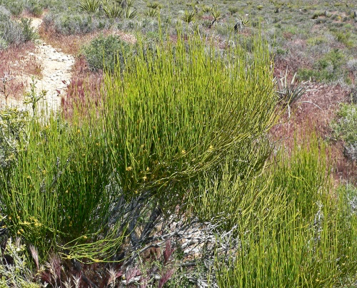 Ephedra_viridis_1-3474392738.webp