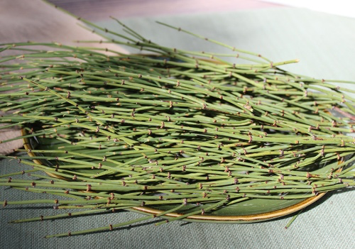 ephedra-plant-2545102488.webp