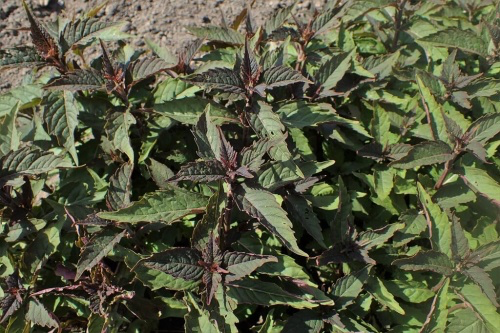 Lycopus_virginicus_kz01-1024x683-97206774.webp