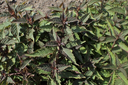 Lycopus_virginicus_kz01-1024x683-97206774.webp
