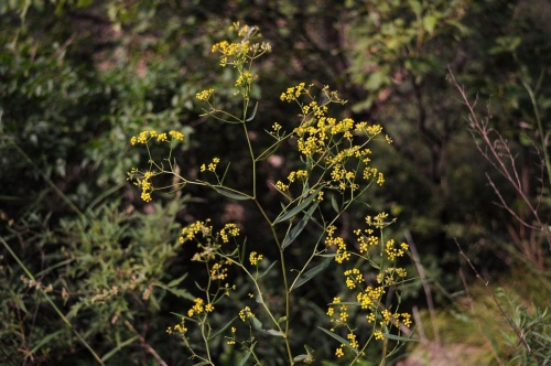 Bupleurum plant.webp