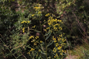 Bupleurum plant.webp