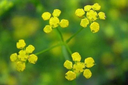 Bupleurum flower.webp