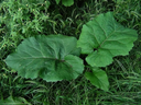Burdock-1st year.webp