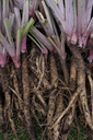 Burdock-root.webp