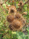 Burdock-seed.webp